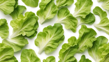 Fototapeta na wymiar Lettuce leaf isolated on white background ,Green leaves pattern ,Salad ingredient