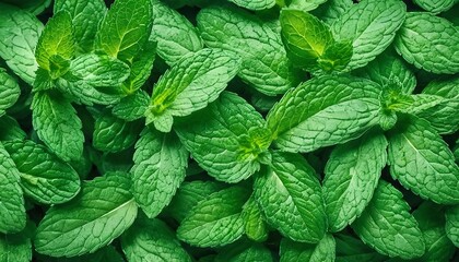 Mint leaves background. Green mint leaves pattern. Top view nature background with spearmint herbs - obrazy, fototapety, plakaty