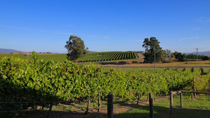 Fototapeta na wymiar Australian flag flying over a vineyard in the Yarra Valley of Victoria, Australia