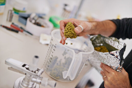 Hands, beer manufacturing with hops or barley in measuring cup, factory or brewery for craft drink. Natural ingredients, organic and distillery, person and alcohol production in lab for industry