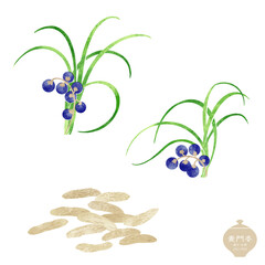 生薬のイラスト/ 麦門冬の実と葉・乾燥根