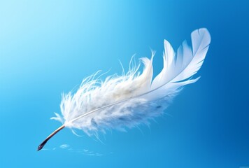 A white feather floats in the air against a blue sky, its spare and elegant brushwork, personal iconography, crisp and delicate soft-focus apparent.
