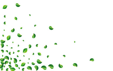 Green_Leaves_white_background_792.eps