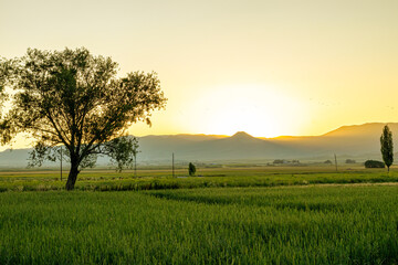 Serene sunset over a lush field with a solitary tree, casting a peaceful silhouette against a...