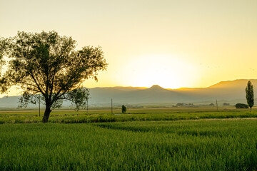 Obraz premium Serene sunset over a lush field with a solitary tree, casting a peaceful silhouette against a mountain backdrop.