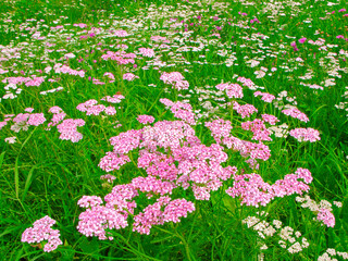 Field of pink and white yarrow in sunny day