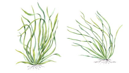 Sea grass. Aquarium plant. Algae, seaweed. Underwater kelp. Green herb. Long leaves. Watercolor illustration for shop design, print, card and logo - obrazy, fototapety, plakaty