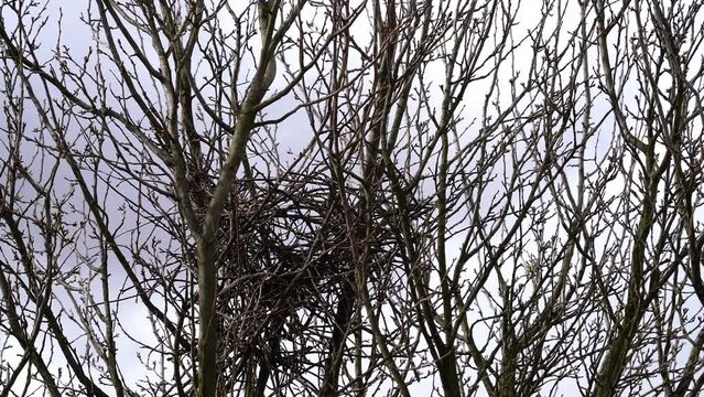 Eurasian Magpie nest on a tree, beginning of construction, spring (Pica pica) - (4K)