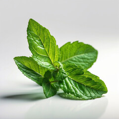 mint leaf, healthy organic food