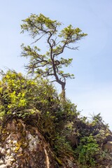 San Josef Bay Sea Stacks