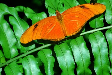 butterfly on leaf - obrazy, fototapety, plakaty