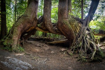 Fototapeta na wymiar Giant Trees Along The Path To San Josef Bay