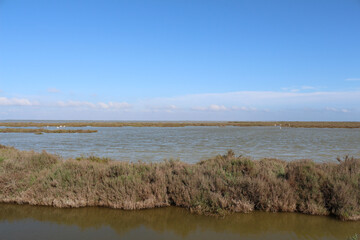Landscape in the Camargue National Preserve, the Vaccarès Pond. Arles, Provence, France. Water, flamingoes, blue sky.  Samphire, sea asparagus, glasswort, pickleweed in the foreground. - obrazy, fototapety, plakaty