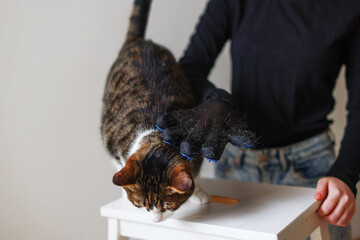 grooming cat with special gloves. Pet care.