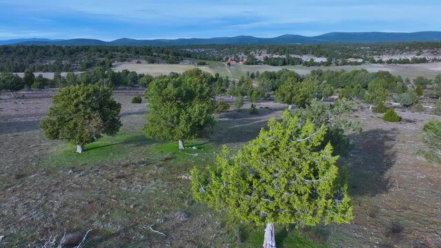 Aerial view from a drone of juniper forests in the surroundings of the town of La Cuenca in the Municipality of Golmayo. Fronts Region. Province of Soria. Castile and Leon. Spain. Europe