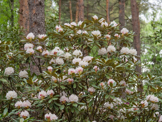 Rhododendron shrub with blush-pink flowers blooming in a forest in spring - obrazy, fototapety, plakaty