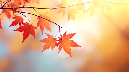Fototapeta premium Autumn background with copy space Autumn season changes background