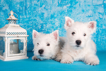 Two West Highland White Terrier dogs puppies with lantern candlestick on blue background