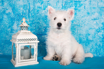West Highland White Terrier dog puppy with lantern candlestick on blue background