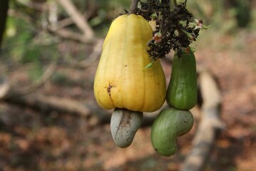 Closeup shot of the fruits of a cashew tree