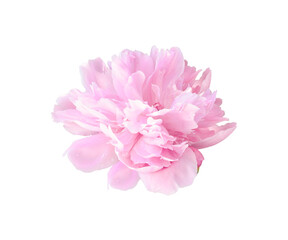 Beautiful pink peony flower isolated on white or transparent background