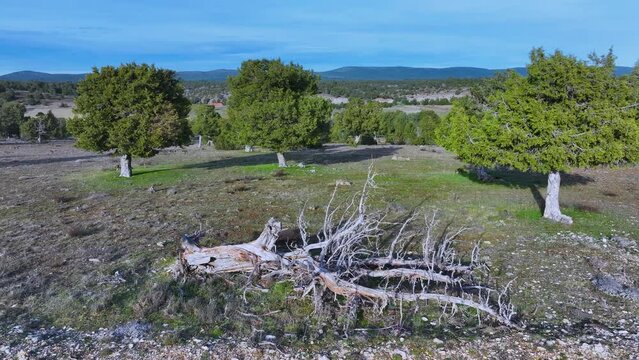 Aerial view from a drone of juniper forests in the surroundings of the town of La Cuenca in the Municipality of Golmayo. Fronts Region. Province of Soria. Castile and Leon. Spain. Europe