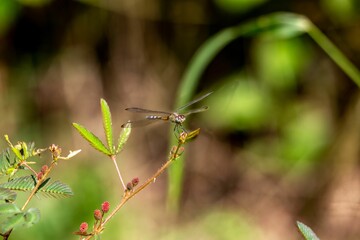 Dragonfly on a thin twig, taking in its surroundings with its large eyes.