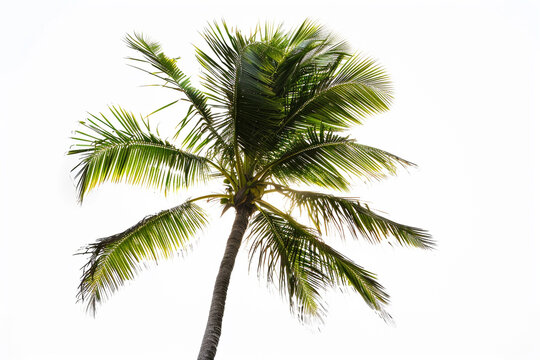 Lone palm tree silhouette, fronds swaying gently, against a white background.