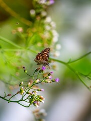 Spotted brown butterfly on a flowering plant. Hamearis lucina, the Duke of Burgundy.