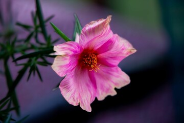 Close-up shot of a vibrant pink moss rose in the garden.