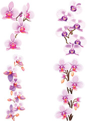 Watercolor orchid clipart featuring exotic blooms in purple and pink hues vector style

