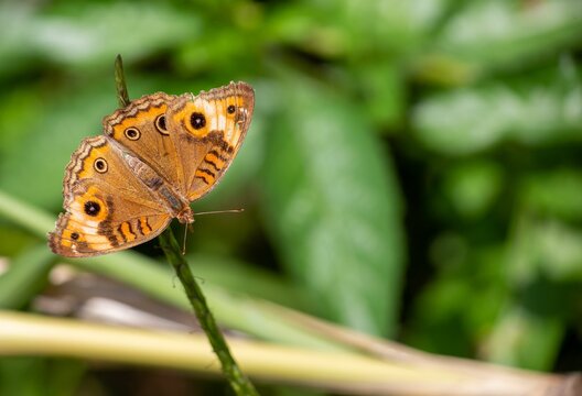 Close-up of a peacock pansy on a green plant. Junonia almana.