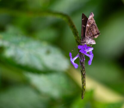 Brown skipper on vibrant purple flowers against a green backdrop.