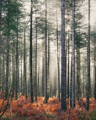 trees and ferns in an open forest setting in the sunlight