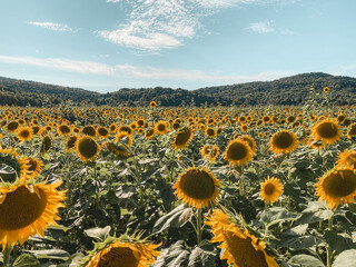 A field of sunflowers in front of a mountain and blue sky