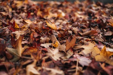 the ground of leaves covered in brown and red leaves that are on the ground - obrazy, fototapety, plakaty