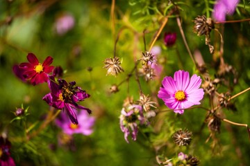 Blooming bush of pink cosmos flowers surrounded by other smaller flowers on the lawn. - obrazy, fototapety, plakaty