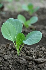 Vibrant vegetable plant standing in a field of freshly tilled soil