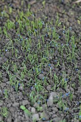 Vertical closeup shot of tiny green blue wildflowers sprouting out of the soil - obrazy, fototapety, plakaty
