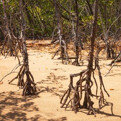 Forest floor with small trees growing out of sandy soil in Cockle Bay on Magnetic Island - obrazy, fototapety, plakaty