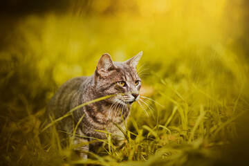 A cute tabby cat is sitting in the grass in a meadow on a sunny summer day.