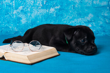 American Staffordshire Bull Terrier dogs puppy with book on blue background