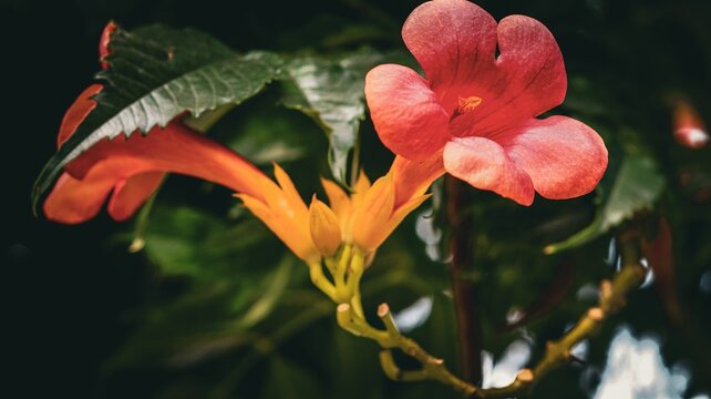 Close-up shot of a trumpet vine flower
