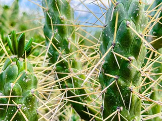 Closeup shot of Austrocylindropuntia subulata, Eve's needle.