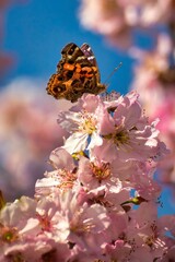 Closeup of a vibrant butterfly on a bright pink flower