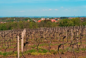 Fototapeta na wymiar Vineyard featuring rows of lush green trees in a picturesque setting in Valtice, Czech Republic