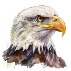 Obraz premium Illustration of Bald Eagle portrait in style of watercolor on white background
