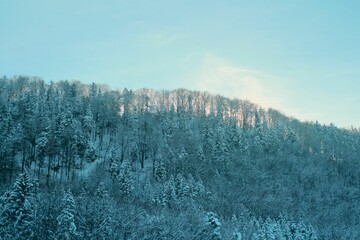 White snowy majestic mountain surrounded with leafless forest trees on a sunny day