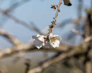 Selective focus shot of a blooming apple blossom branch
