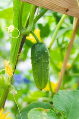 Cucumber Hanging in Garden with Wood Trellis and Foliage